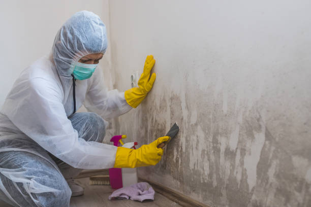 Best Mold Cleaning Services  in USA